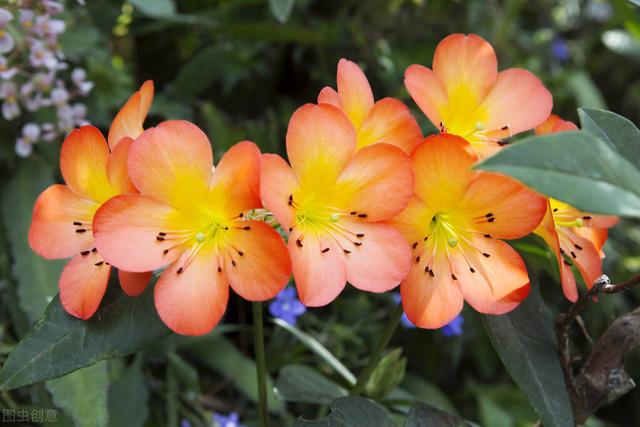 君子兰开花“三要素”，把握好花箭蹿出来，不夹箭