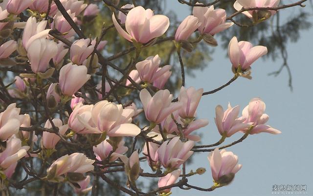 [趣旅游]双玉兰古树，来自春天的使者