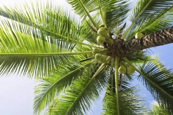 粽子|各种粽叶大盘点，你听说过几种？