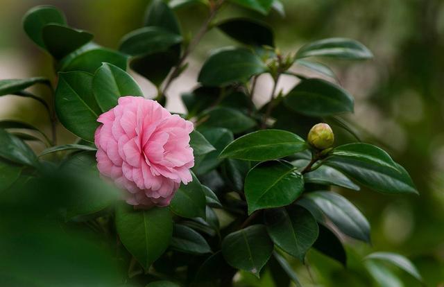 茶花秋冬季保暖，一层“棉被”，帮你轻松解决