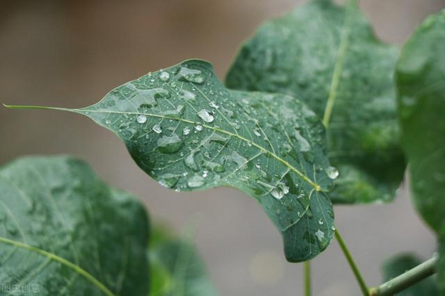 养花用点便宜的“灭菌王”，花盆里喷一喷，杀菌除尘