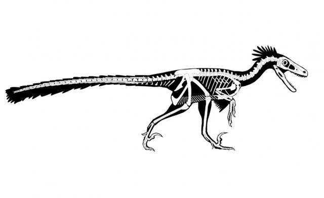 「环球网」研究称“最后的猛禽”恐龙可能拥有羽毛和尾巴