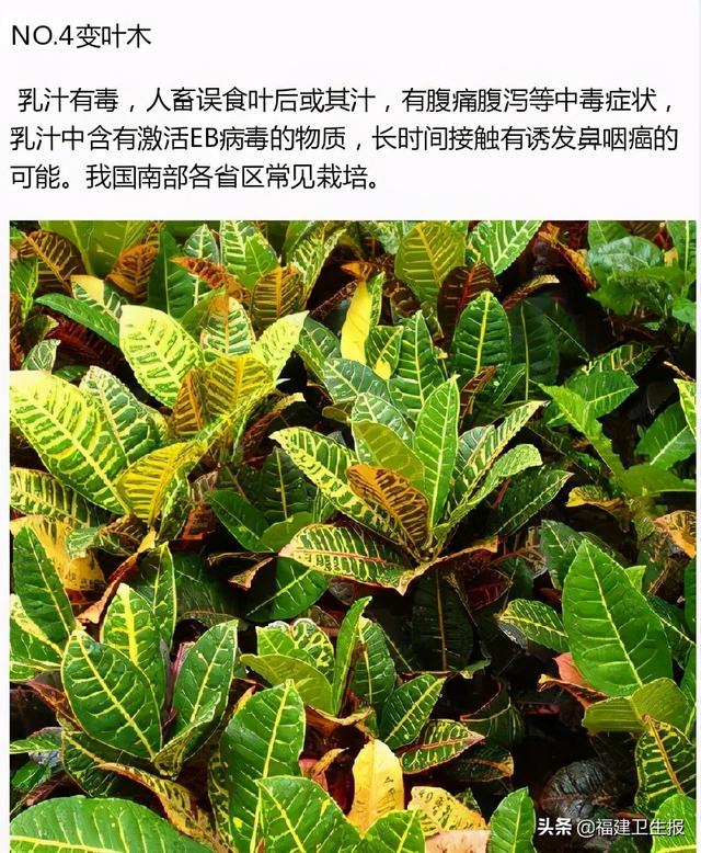 中毒|7人中毒1人死亡!福建疾控紧急提醒