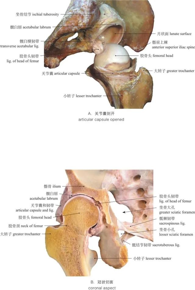 高清图谱 :运动系统：骨连结