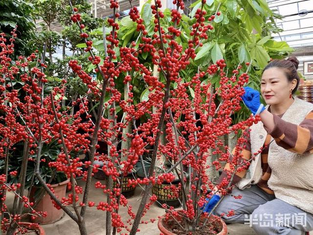 李村大集年宵花走“高级风”紫玉珊瑚高调登场