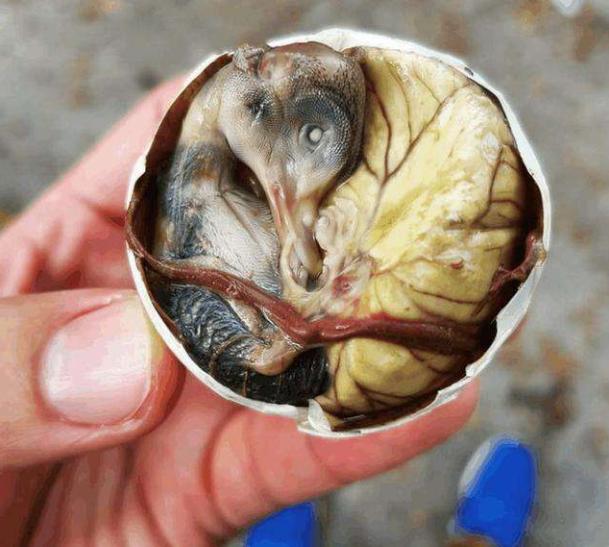 让老外“难以入口”的5种食物，网友：别说老外了，我都不敢吃