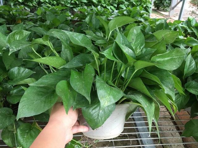 别看这几种花油亮亮，但养护要小心，有一定毒性