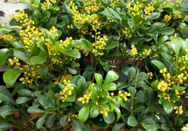 养这些植物，下雨了甭急着往屋里搬！淋雨反而好处多多