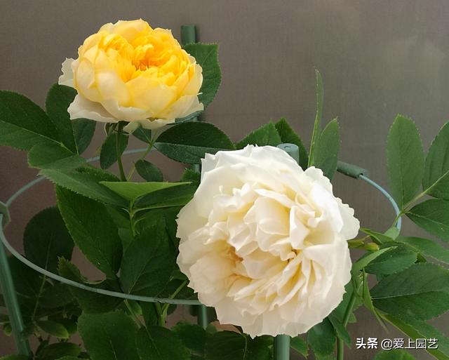 花开成串的小包子月季，首选浪漫三宝和她们的姐妹