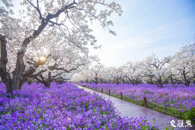 「全国党媒信息公共平台」5G+VR+4K!交汇点带您云赏江苏