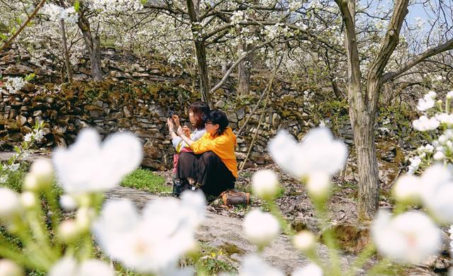 [玩乐足迹]【花开天府 安逸四川】泸州古蔺：一夜春风至 万树梨花开