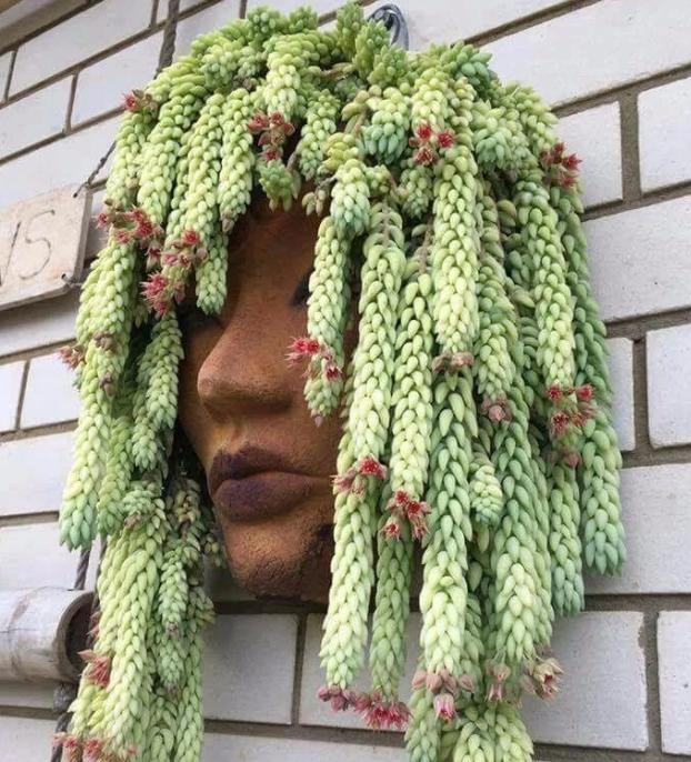 多肉玉缀怎么养？掌握“4点”，一簇簇的叶子将长得又密又粉嫩