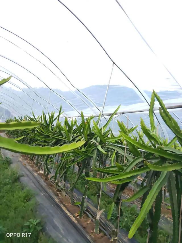 【超级宝妈】别样过假期，携手共育促成长——家乡篇