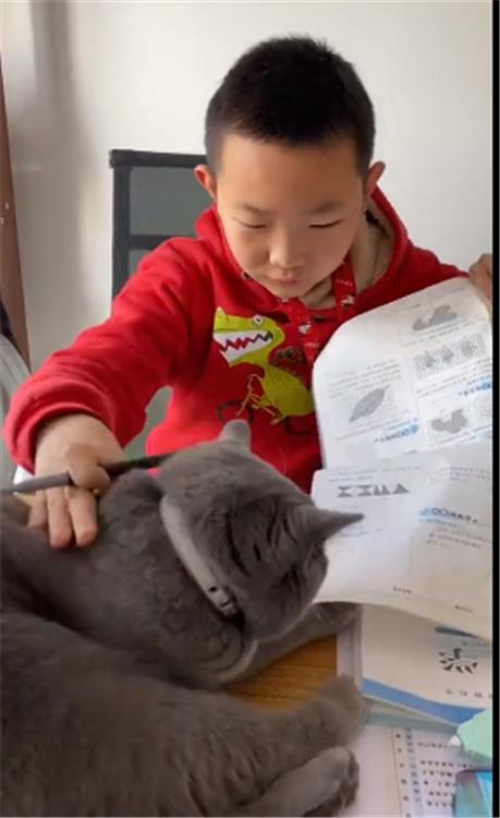 你的育儿经：“老师，我说的都是真的！”孩子作业被猫撕坏没法交，老师却不信