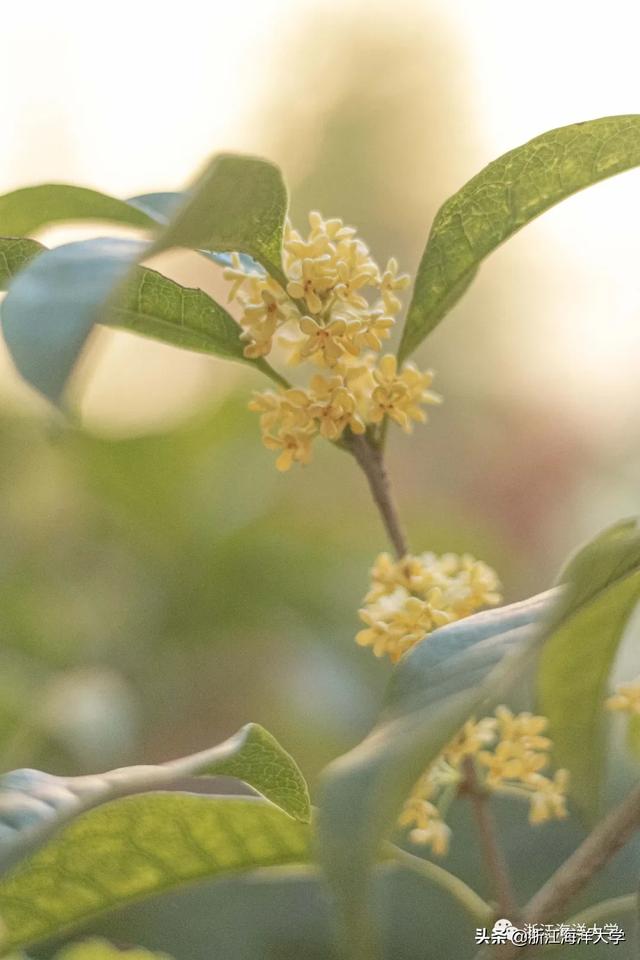 赏花赏月赏秋香，一种海大秋景，两处佳节共度！