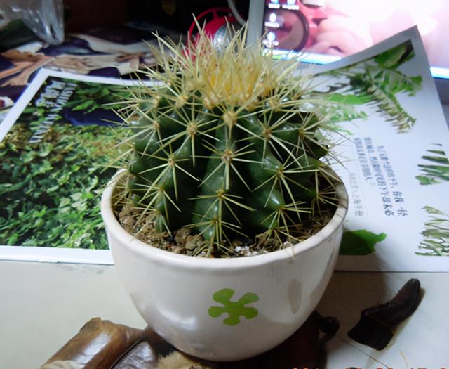 虽然仙人球不喜水，但平日也不能少了营养肥，来点啤酒水就能满足