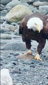 大哥,你还是飞吧,这样走路太损大哥形象了