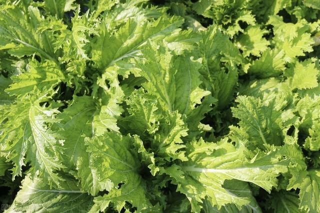 糖尿病友与亚健康人士饮食调养妙招，双管齐下助您减肥并成功降糖