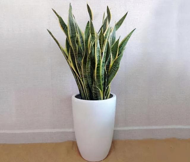 12月养花，6种绿植不怕冷，好看好管理