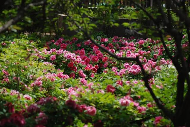 「旅行柚子君」天上云海！地上花海！这些冒着仙气的地方，竟藏了中国最美风景