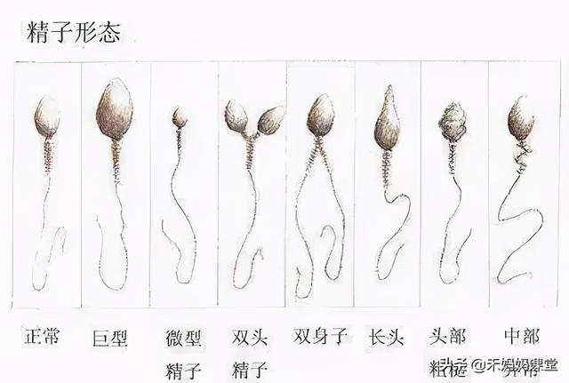 男性也有最佳生育年龄？是的，这几年最适合造人