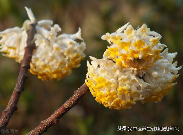 “密蒙花”的功效及其应用