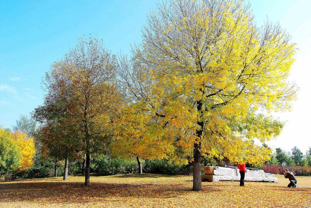 适合庭院绿化种植的花卉绿植品种，一月篇