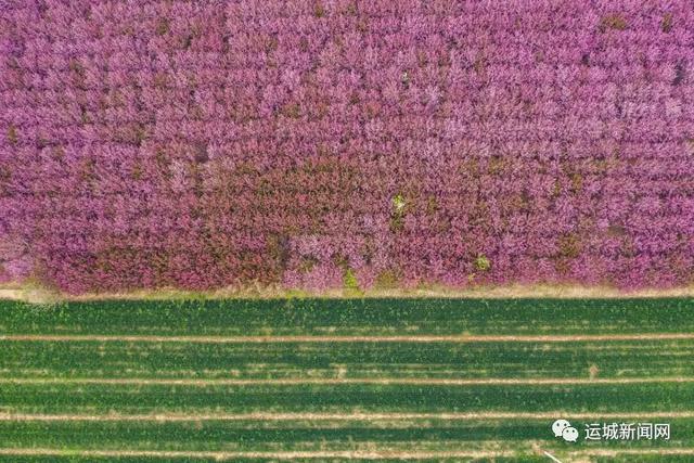 【旅行柚子君】河津：海棠花迎春绽放　踏青赏花好去处