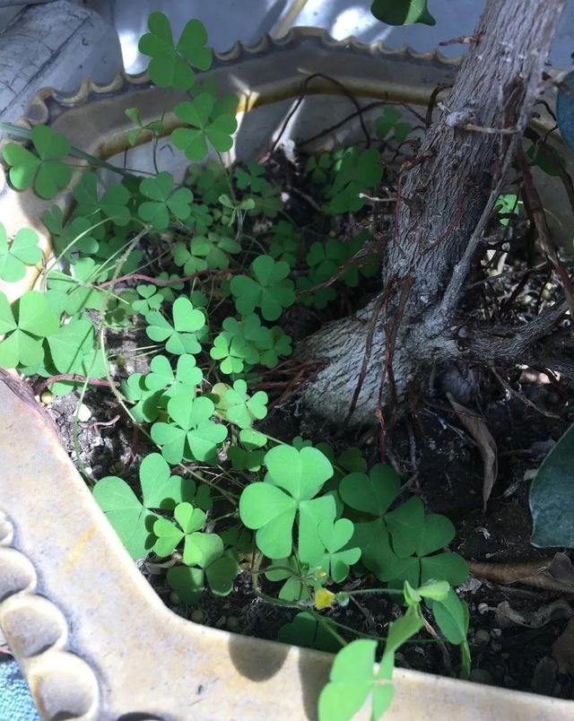 救命！入侵植物爬进院子，三年都杀不完