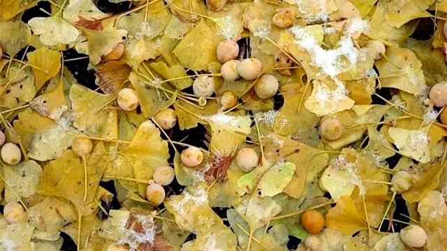 秋冬交际它是上海的颜值担当，可它掉的东西吃了可能要命