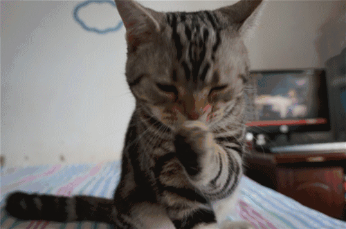 明明是它一只猫在家,怎么会那么忙?