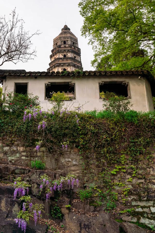 『玩乐足迹』去打卡！苏州园林紫藤花开，如梦的人间四月天来啦~