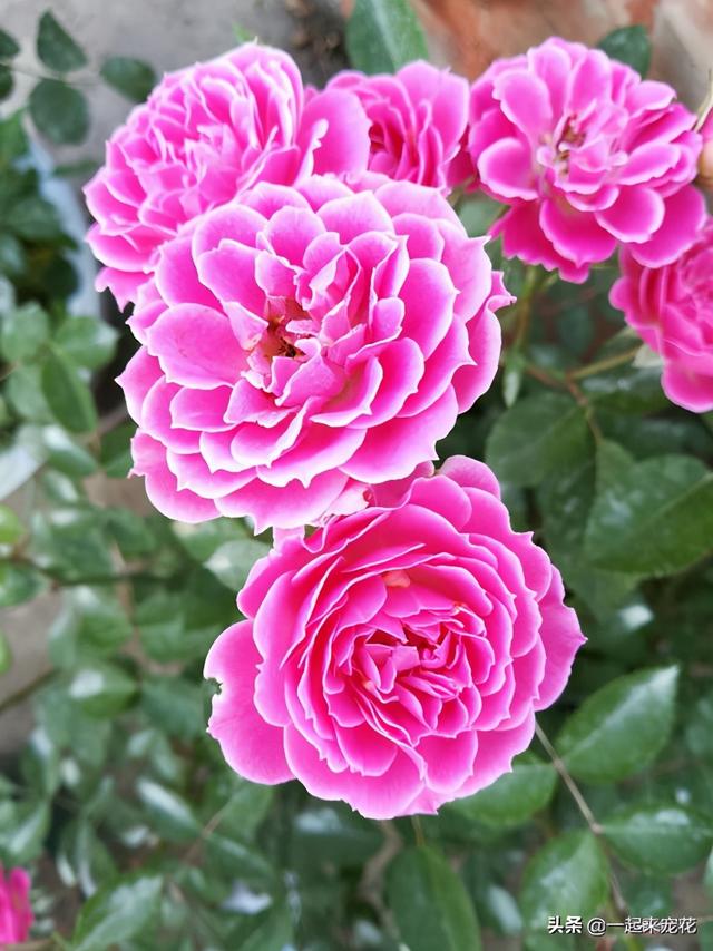 此款盆栽微月，开花似牡丹，四季有花赏，适合阳台党