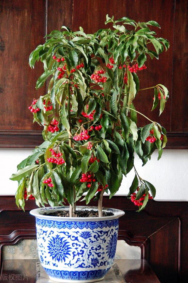 适合庭院绿化种植的花卉绿植品种，一月篇