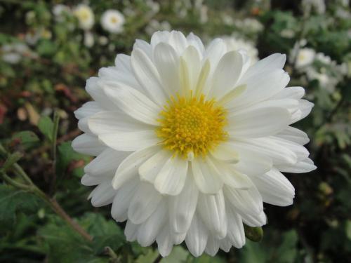 神农本草图经，薯蓣 菊花 甘草 人参 石斛 石龙芮