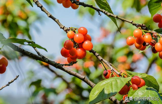 家居那点事■樱桃“孕期”前给它喝种“水”，下个月吃果实，味道又香又甜！