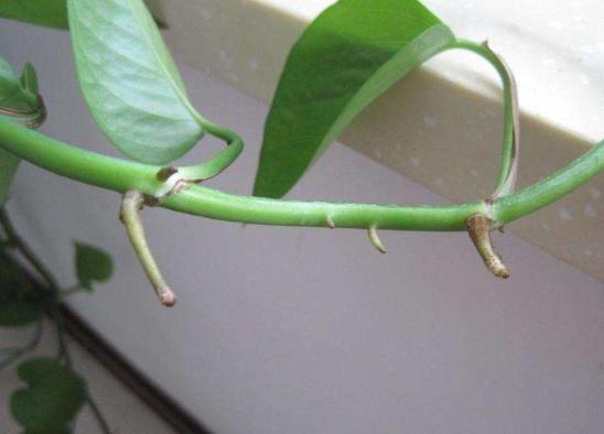 绿萝扦插不成活？只需记住1个“点”，新手都能扦插一棵活一棵