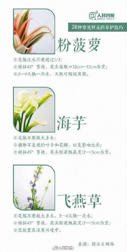 根部|30种入门级鲜花养护技巧