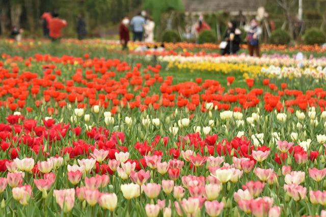 「约吗旅行」湖南省森林植物园每天预约限额调整至10000人次