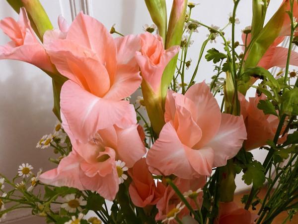 玫瑰|生鲜电商卖花到底靠谱吗？实测报告来了