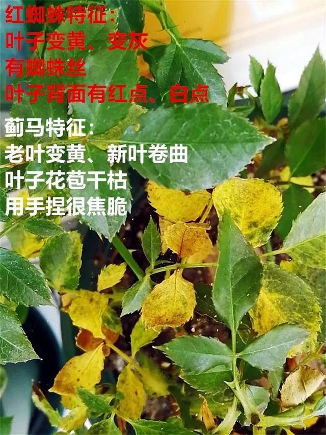 红蜘蛛|这10种花，年年收空盆，没点经验还真不敢养