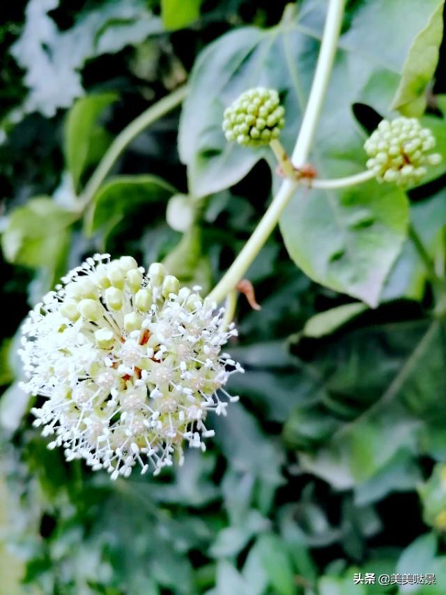 美丽的八角金盘花，花朵更加靓丽迷人，优雅别致