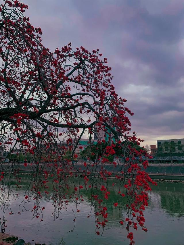 #世界那么大#实时好摄处:3月的佛山“红了”!木棉花绽放,嫣红惊艳时光