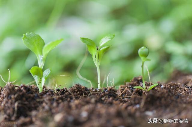 人生没有白费的努力，也没有凑巧的成功；坚持，是生命的一种毅力