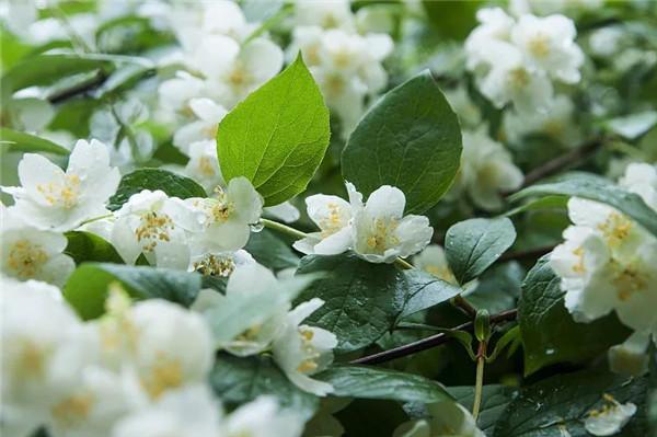 中青在线|马天宇唱《茉莉花》：让我来将你摘下，送给别人家｜我和我的家乡