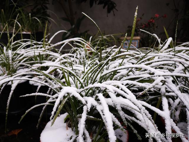 兰花下雪怎么养？诀窍并不难，两勤和一懒