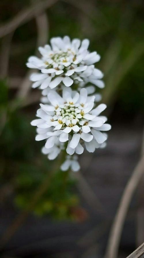 一种花能开三色花，白的紫的粉红的，名叫蜂室花开花持久花香飘远