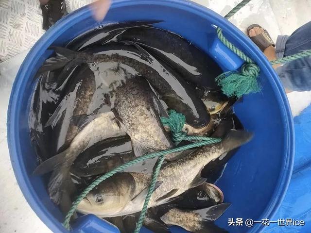 与白鲢一字之差，价值却远超白鲢，市场10元1斤，年底很抢手