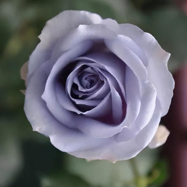 大咖分享 | 蓝色花境植物有那些？