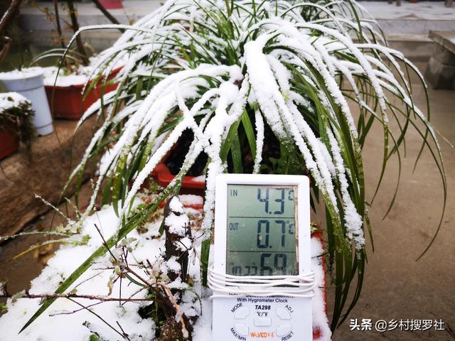 兰花下雪怎么养？诀窍并不难，两勤和一懒